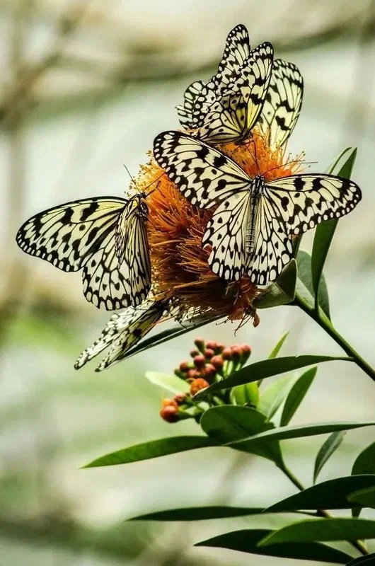 Бабочки - оригинал