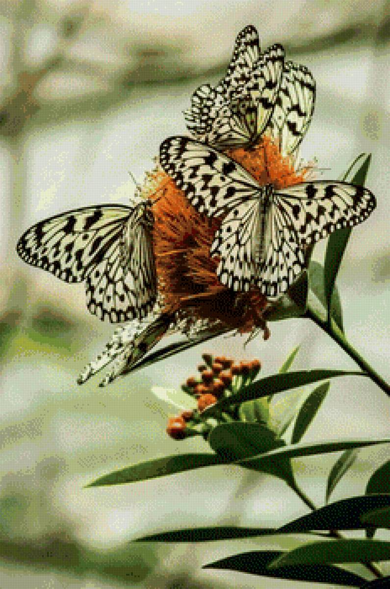 Бабочки - предпросмотр