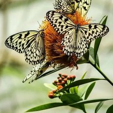 Схема вышивки «Бабочки»