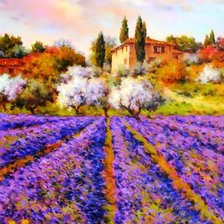 Лавандовое поле