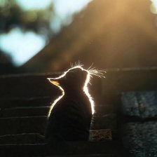 Схема вышивки «Мур-мурка»