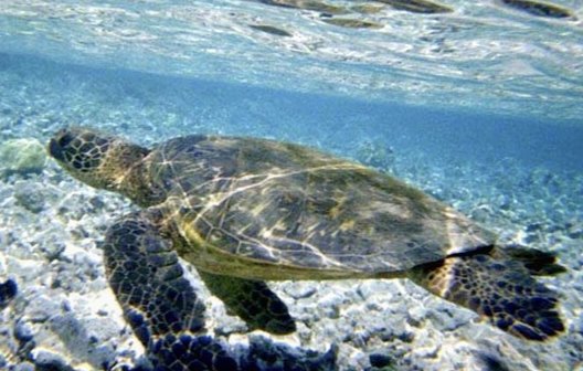 Черепаха - черепаха - оригинал