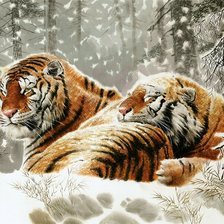 Схема вышивки «Тигры на отдыхе»