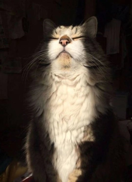 Кот - оригинал