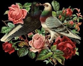 Пара - голуби - оригинал