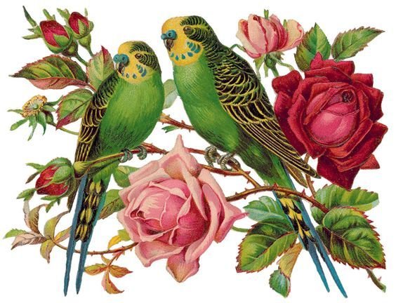 Волнистые попугаи - птицы - оригинал