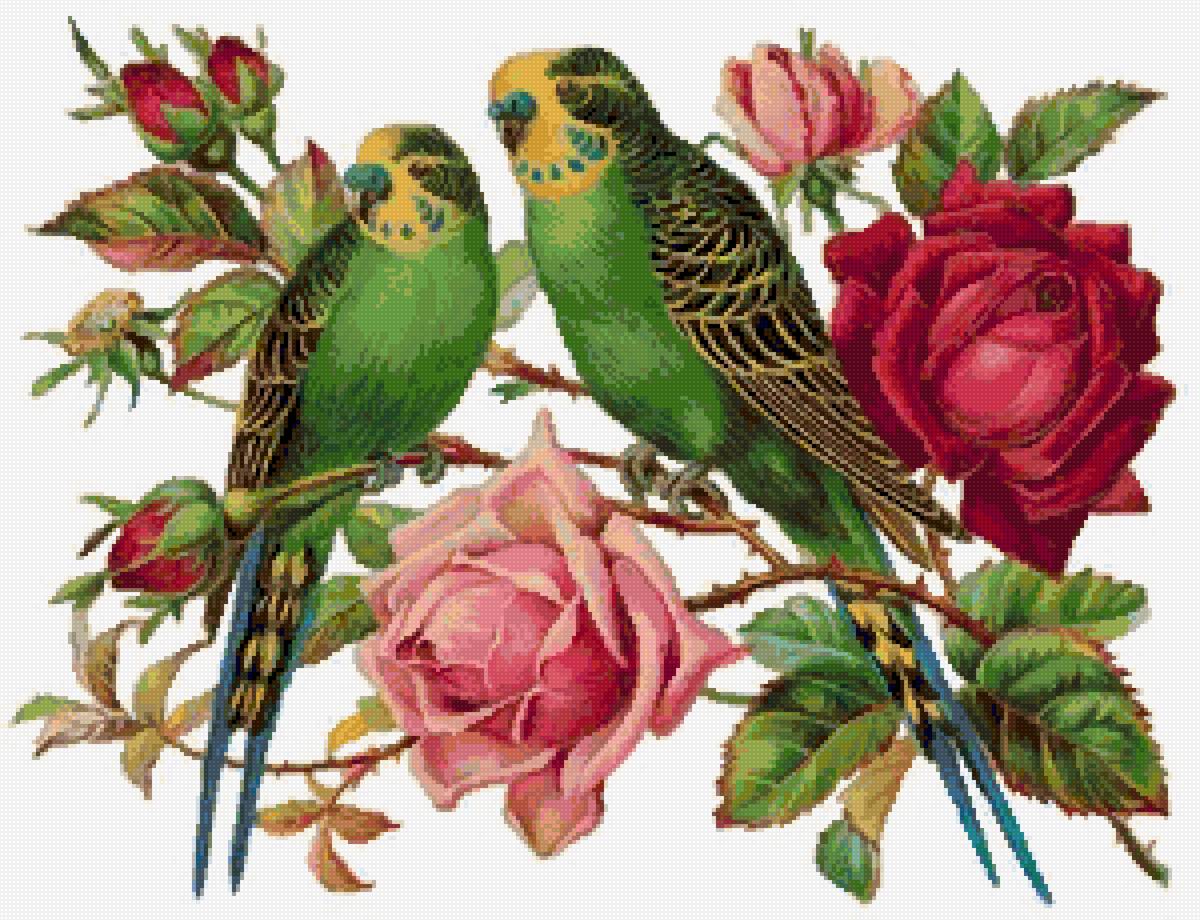 Волнистые попугаи - птицы - предпросмотр