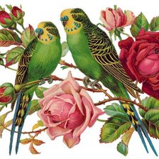 Оригинал схемы вышивки «Волнистые попугаи» (№2545552)