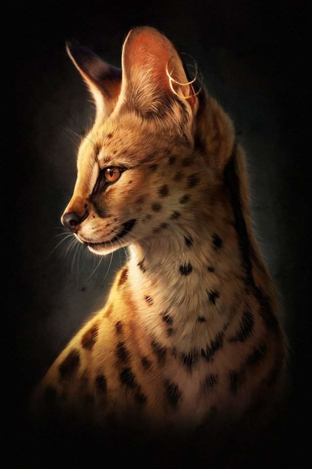 Сервал - оригинал