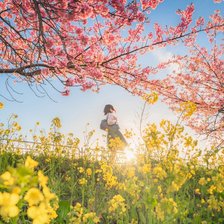 Схема вышивки «Сакура»