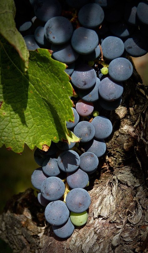 Виноград - виноград, лист, гроздь - оригинал