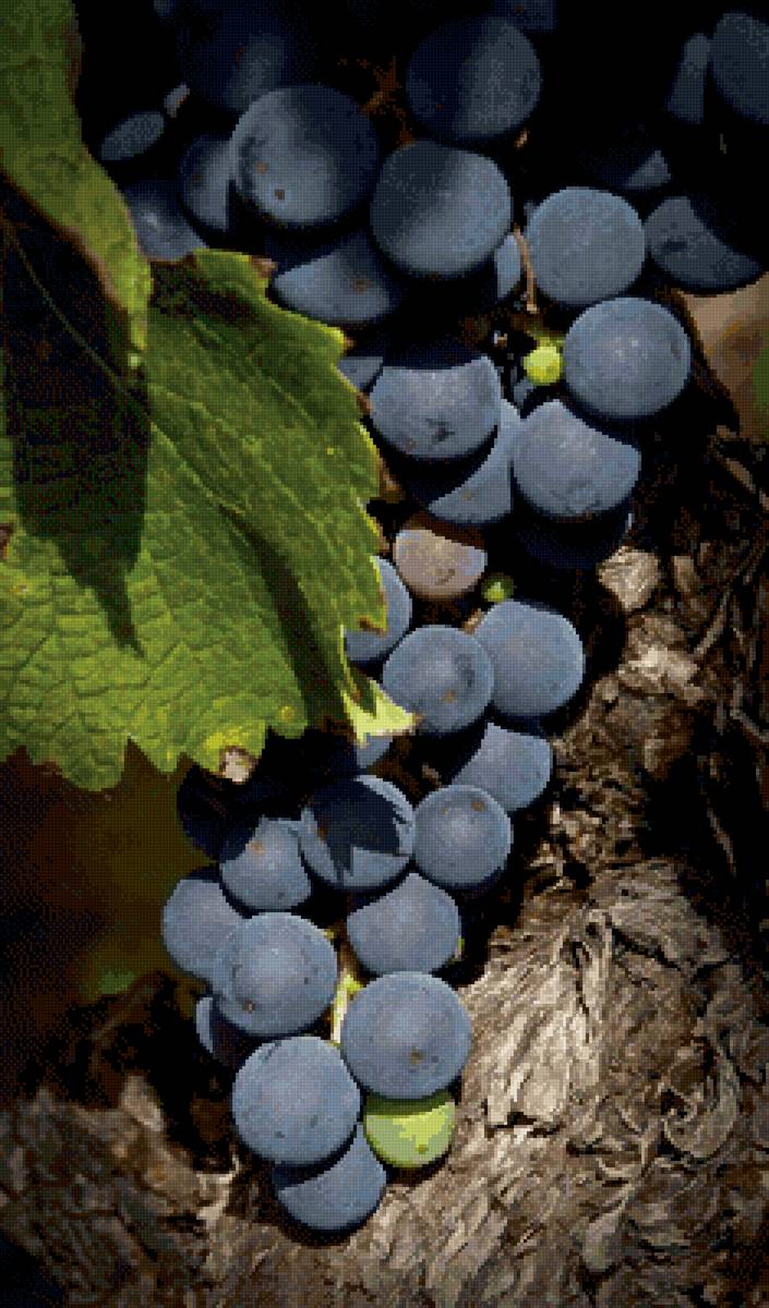 Виноград - виноград, гроздь, лист - предпросмотр