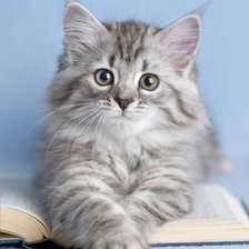 Схема вышивки «Котёнок»