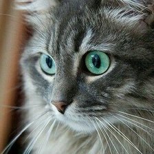 Схема вышивки «Серый кот»