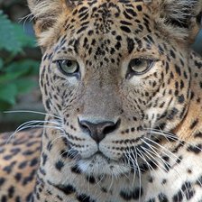 Схема вышивки «№2546801»