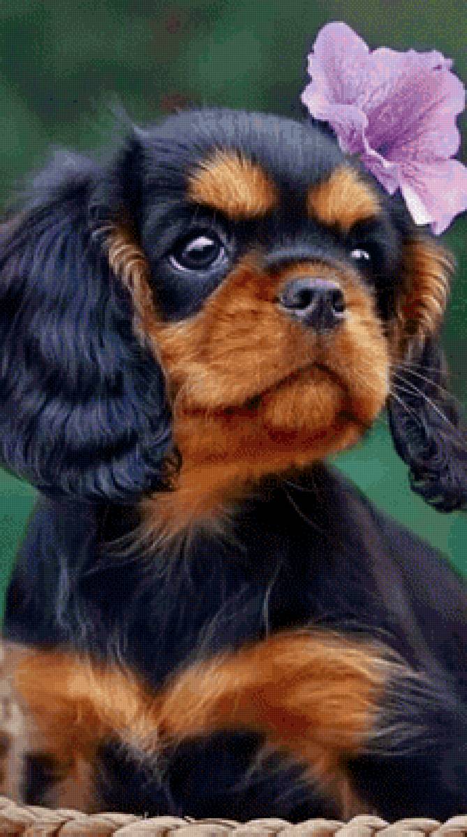 Красотка - предпросмотр