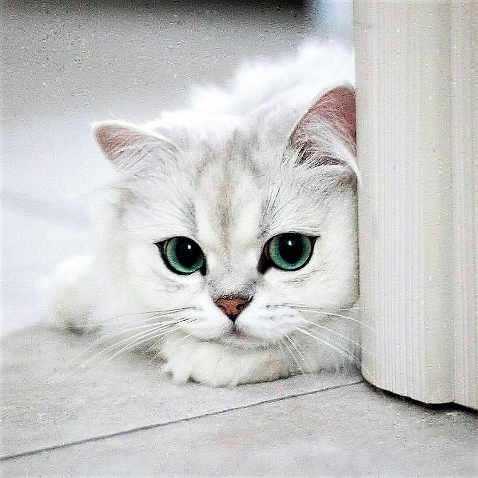 Снежок - оригинал