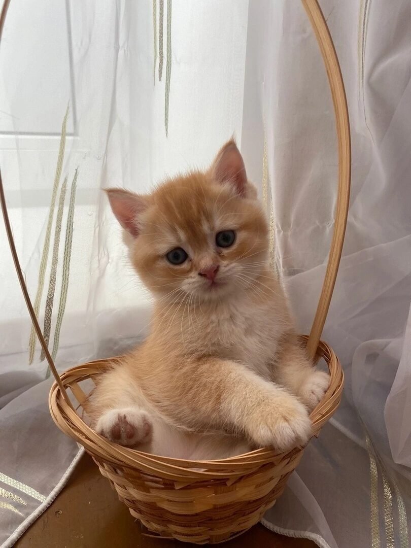 Котенок - оригинал