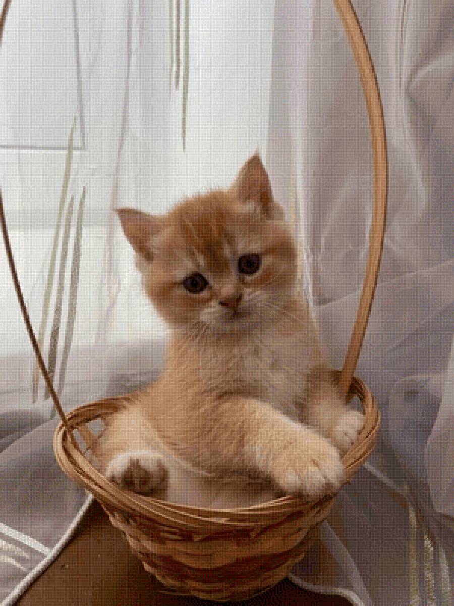 Котенок - предпросмотр