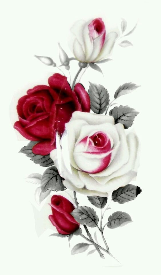 Розы - цветы - оригинал