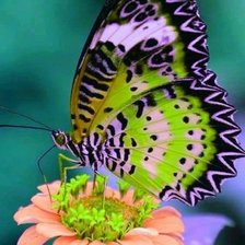 Схема вышивки «№2549076»