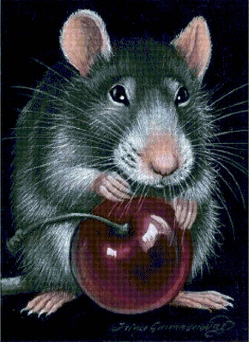 Крыса - животные - предпросмотр