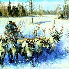 зима, север,олени, оленеводы, пнк