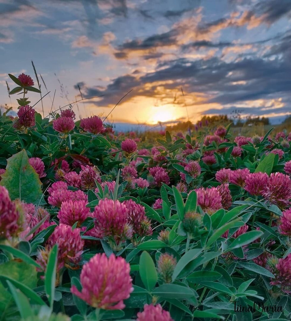 лето, клевер, пнк - оригинал