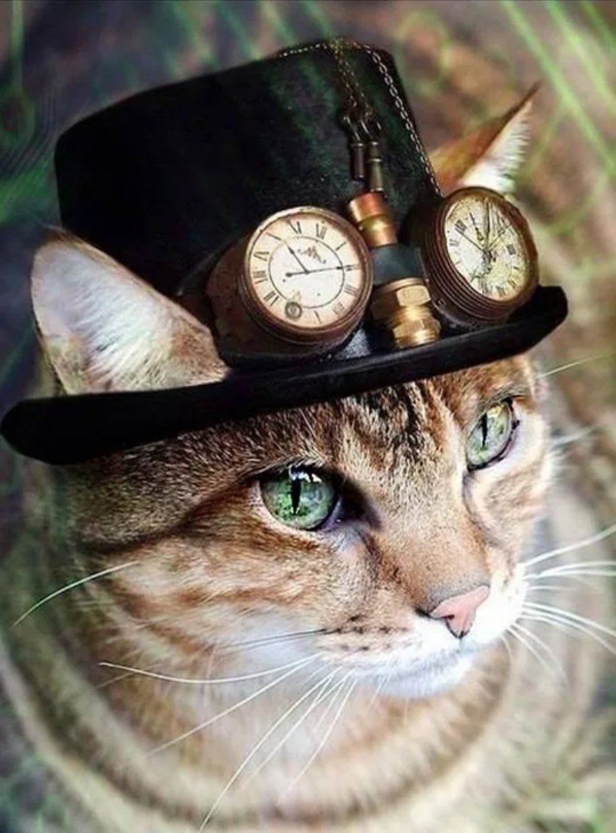 Кот в шляпе - кошачий портрет, кошки - оригинал