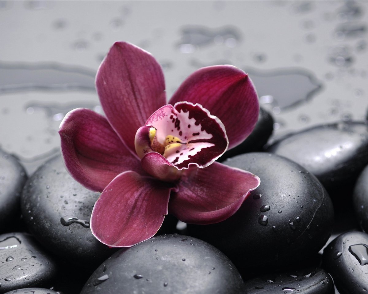 Орхидея - цветок, орхидея - оригинал