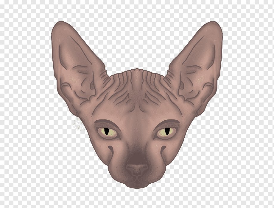 Лысая кошка для сони - лысая, лысая кошка, морда, кошка - оригинал