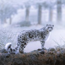 Схема вышивки «Снежный барс (Ирбис)»