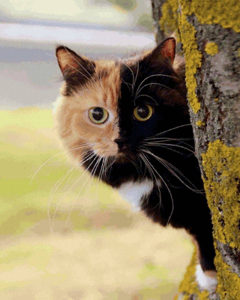 Инь-янь - двухцветный котик, инь-янь - предпросмотр