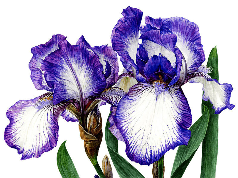 Худ. Anna Mason - цветы, ирисы, живопись - оригинал