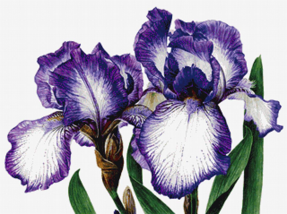 Худ. Anna Mason - живопись, ирисы, цветы - предпросмотр