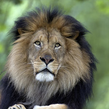 Схема вышивки «Лев»