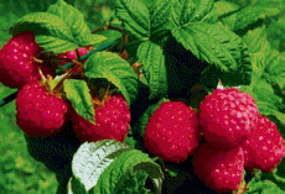 Куст малины - куст, малина, зелень - предпросмотр