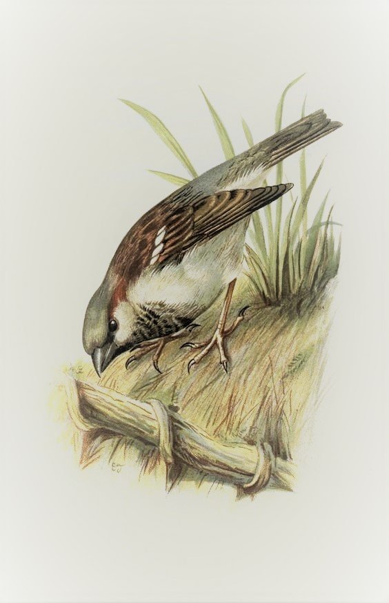 Воробей - воробей, природа, птицы - оригинал