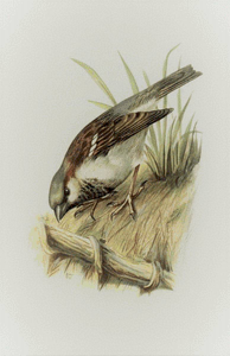 Воробей - птицы, природа, воробей - предпросмотр