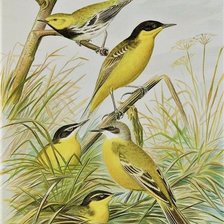 Схема вышивки «Птицы»