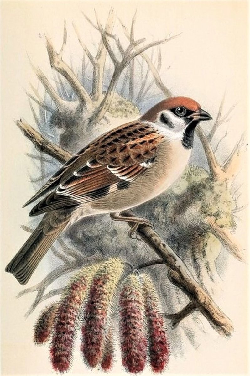 Воробей - птицы, природа, воробей - оригинал