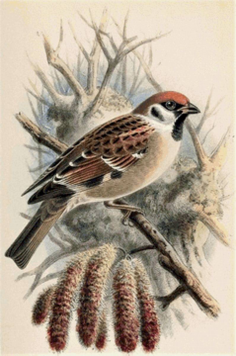 Воробей - птицы, природа, воробей - предпросмотр