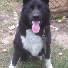 Схема вышивки «Питомец»