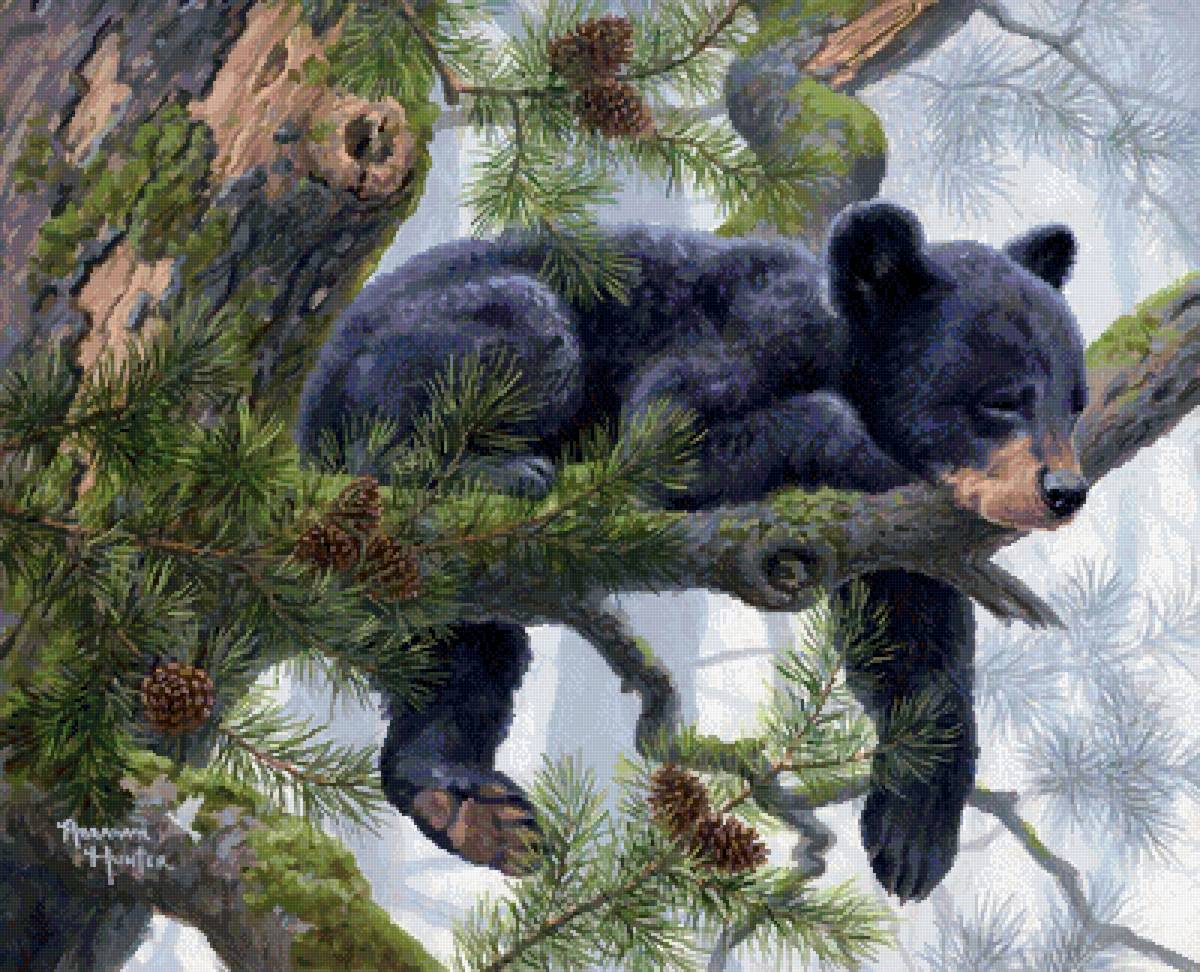 Абрахам Хантер - мишки, звери, абрахам хантер, природа - предпросмотр