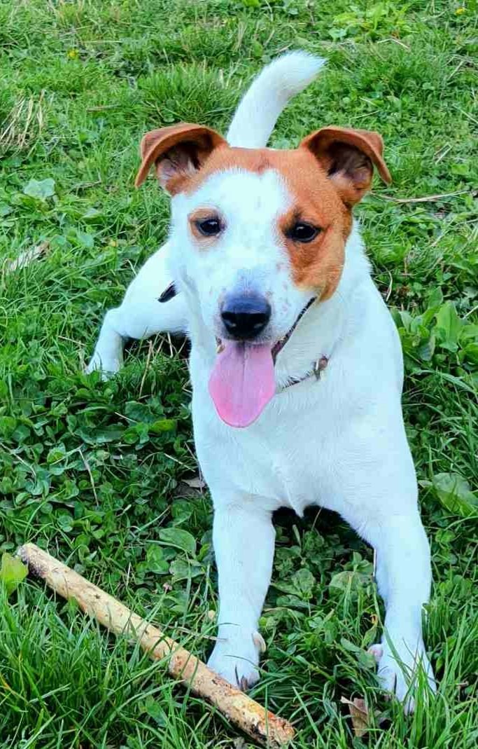 Дора - собака - оригинал