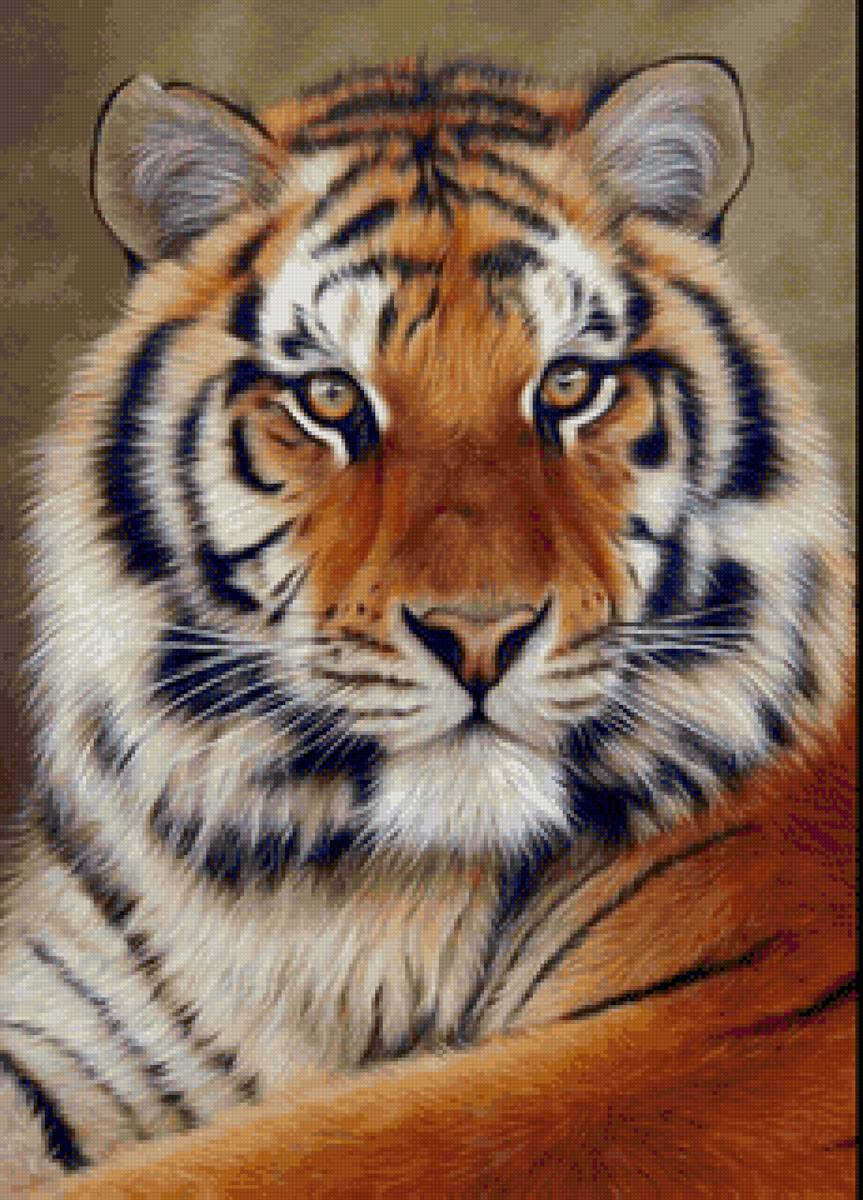 Тигр - тигр, экзотическая кошка, животные - предпросмотр