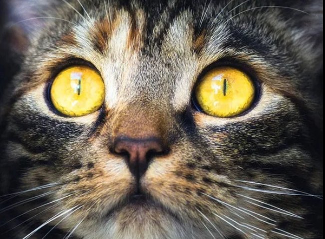 Кот - кот, мордашка, животные, милый - оригинал