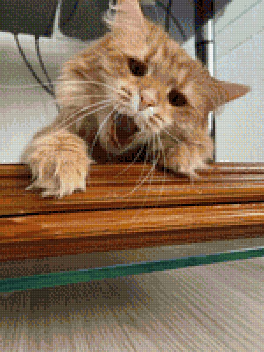 Молли - киска - предпросмотр