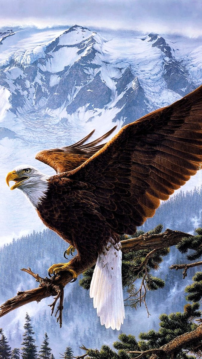 Белоголовый орлан - художники - оригинал