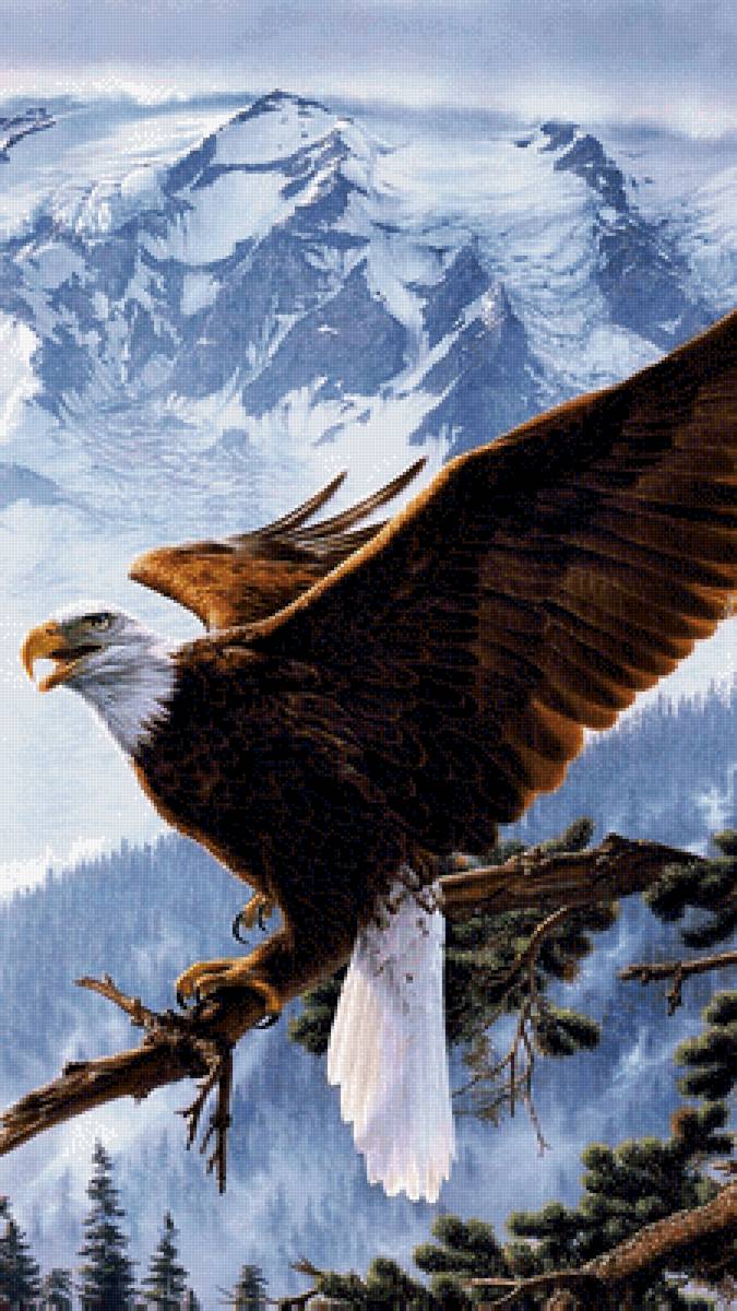 Белоголовый орлан - художники - предпросмотр